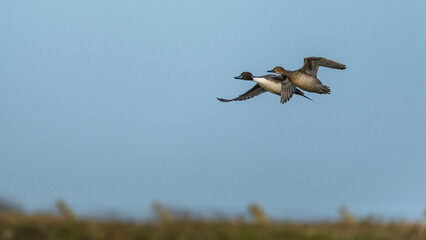 Northern Pintail, Anas acuta, male in flight over winter marshes