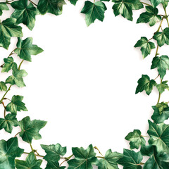 Fototapeta premium A fresh and vibrant arrangement of ivy leaves forming a natural frame, ideal for backgrounds or decorative purposes. Perfect for nature enthusiasts and eco-friendly designs.