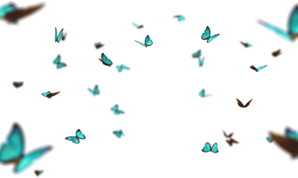 Numerous vibrant butterflies dance in the air, showcasing their delicate wings while creating a magical overlay on a clear background, perfect for design projects