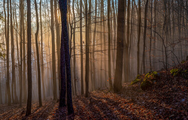 Autumn sunrise in misty forest. Morning fog in misty forest in autumn