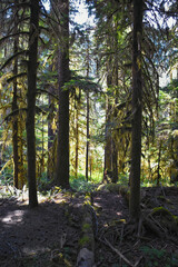 Sol Duc Falls hiking trail Soleduck waterfall view in summer 2024 Olympic National Park, Washington, United States