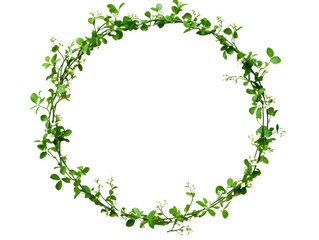 Fototapeta premium Green wreath, white isolate background