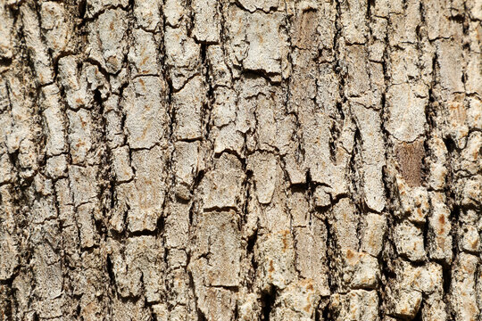 Fascinating, attractive and magical tree bark background. Tree bark structure and texture close-up.