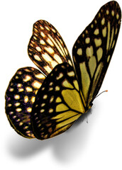 A striking black and yellow butterfly rests quietly against a clean, isolated background, emphasizing its detailed wing patterns and delicate form