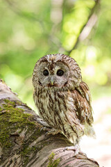 Downed tree trunk and tawny owl