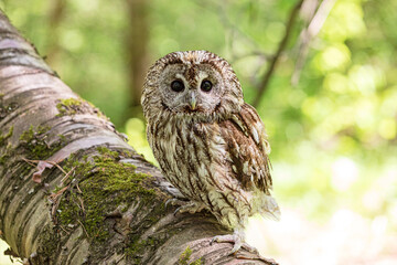 Tawny owl on rugged fallen tree