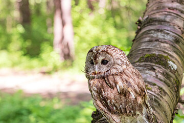 Tawny owl in fallen tree habitat