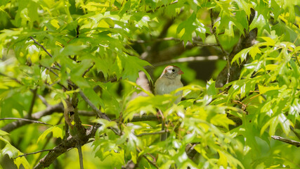 Field Sparrow