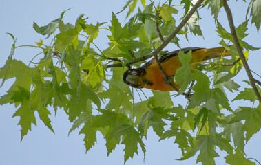Baltimore Oriole