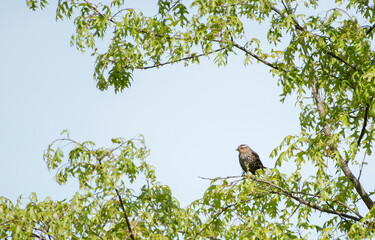 Red Winged Blackbird