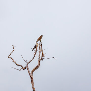 Milvago chimachima