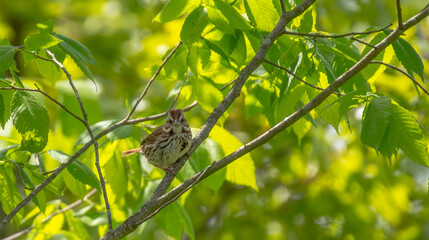 Song Sparrow