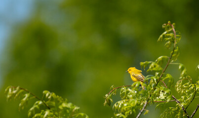 Yellow Warbler