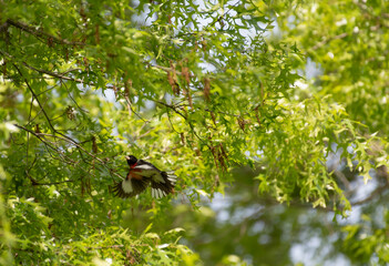 Rose Breasted Grosbeak