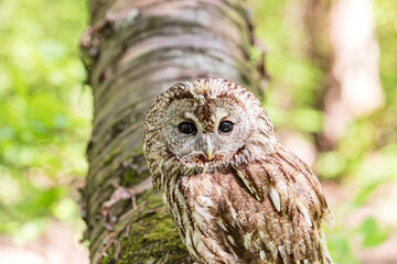 Tawny owl resting on fallen tree trunk