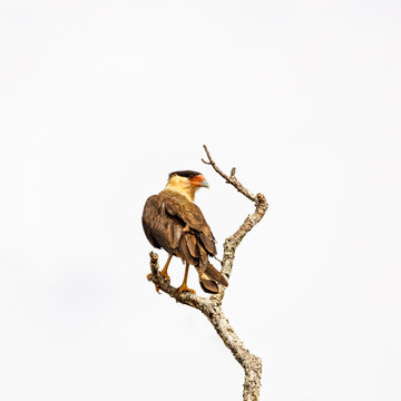 Caracara plancus