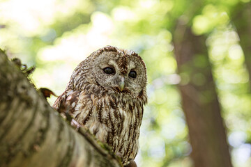 Tawny owl nestled on fallen tree trunk