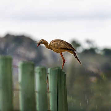 Cariama cristata