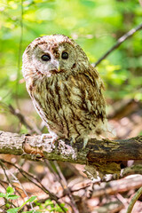 Tawny owl resting on fallen tree trunk
