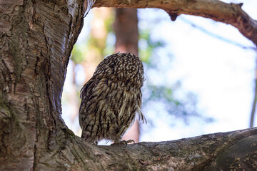 Thick tree branches and tawny owl