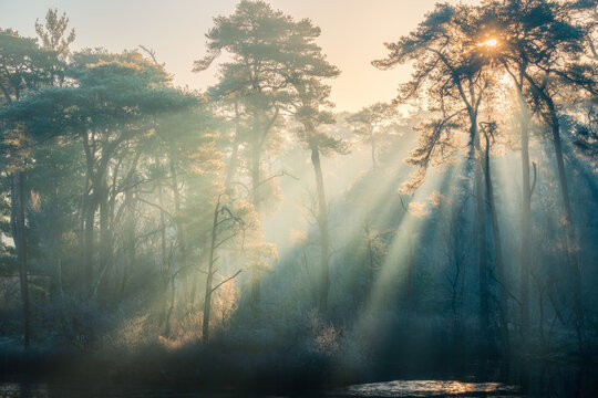 Golden Sunrise Through the Trees at Oisterwijk Forest, Netherlands