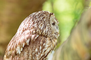 Tawny owl perched on thick tree limbs