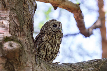Tawny owl nestled among thick tree branches