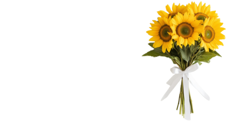 close-up of sunflowers bouquet with white ribbon isolated over transparent panoramic background; concept of simplicity, festive retro decoration 4 birthday, anniversary, wedding decor