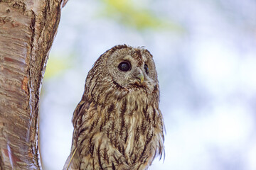 Tawny owl among the tree branches