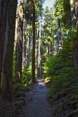 Fototapeta premium Sol Duc Falls hiking trail Soleduck waterfall view in summer 2024 Olympic National Park, Washington, United States