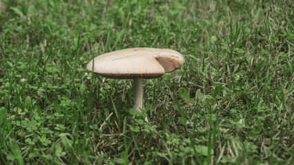 A single mushroom with a light brown cap and slender stem grows among green grass. The close-up...