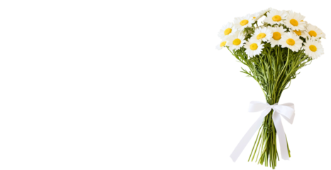 close-up of daisy / chamomile bouquet with white ribbon isolated over transparent panoramic background; concept of simplicity, festive retro decoration 4 birthday, anniversary, wedding decor