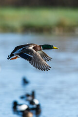 Mallard, Anas platyrhynchos, male in flight over winter marshes