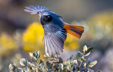 Black redstart in nature. Phoenicurus ochruros. Black redstart bird