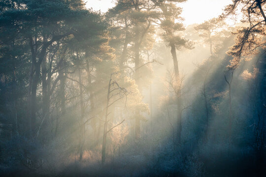 Misty Morning Light in Oisterwijk Forest, Netherlands