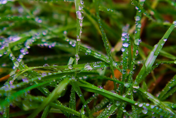 A vibrant close-up shot of fresh morning dew