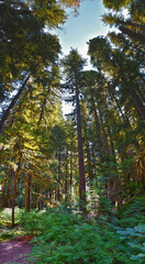 Obraz premium Sol Duc Falls hiking trail Soleduck waterfall view in summer 2024 Olympic National Park, Washington, United States