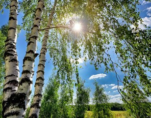 Fototapeta premium In der Natur