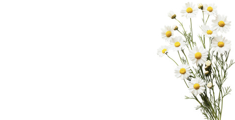 close-up of camomile bouquet isolated over transparent panoramic background; concept of simplicity, festive retro decoration 4 birthday, anniversary, wedding decor