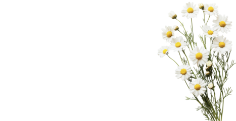 close-up of camomile bouquet isolated over transparent panoramic background; concept of simplicity, festive retro decoration 4 birthday, anniversary, wedding decor
