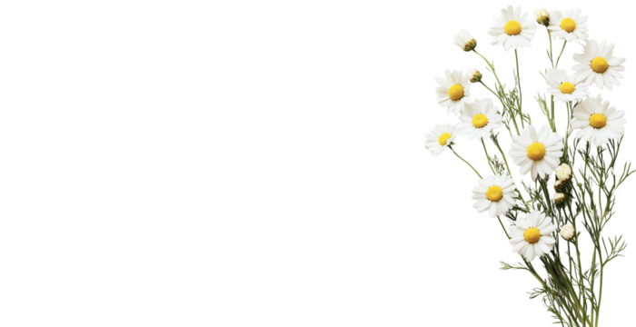 close-up of camomile bouquet isolated over transparent panoramic background; concept of simplicity, festive retro decoration 4 birthday, anniversary, wedding decor - Powered by Adobe