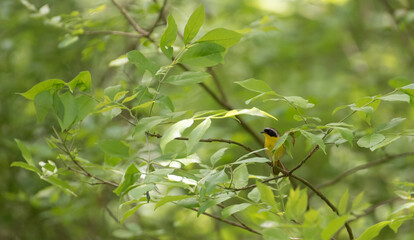 Common Yellowthroat