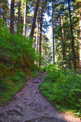 Obraz premium Sol Duc Falls hiking trail Soleduck waterfall view in summer 2024 Olympic National Park, Washington, United States