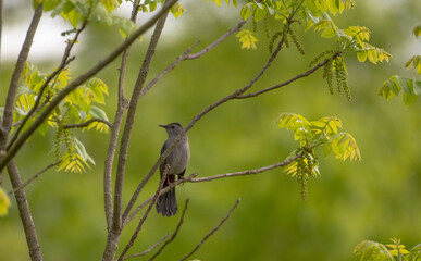 Gray Catbird
