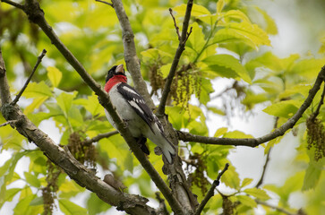 Rose Breasted Grosbeak
