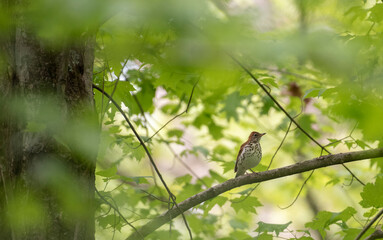 Wood Thrush