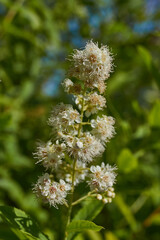Willow-leaved spirea (Lat. Spiraea salicifolia). Close-up of a flowering inflorescence of willow-leaved spirea on a background of green foliage.