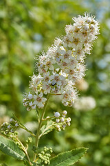 Willow-leaved spirea (Lat. Spiraea salicifolia). Close-up of a flowering inflorescence of willow-leaved spirea on a background of green foliage.