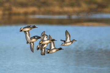 Eurasian Teal, Anas crecca, birds in flight over winter marshes