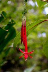 Red Fuchsia in the nature, Madeira, Portugal
